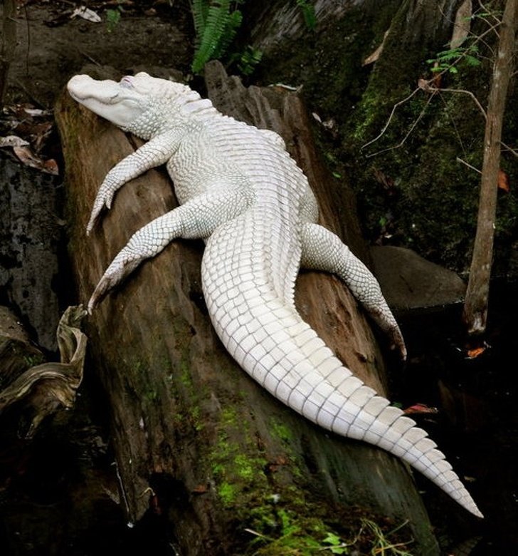 24 Albino Animals Who Are As Real As Your Life