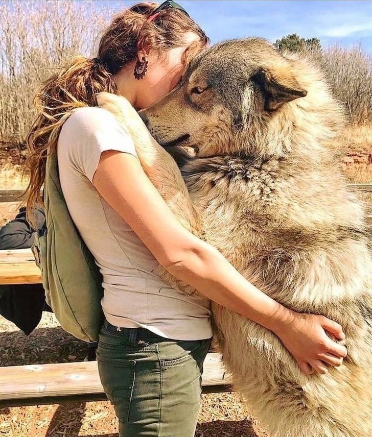 17 Gorgeous Wolfdogs We Want to Hug and Never Let Go