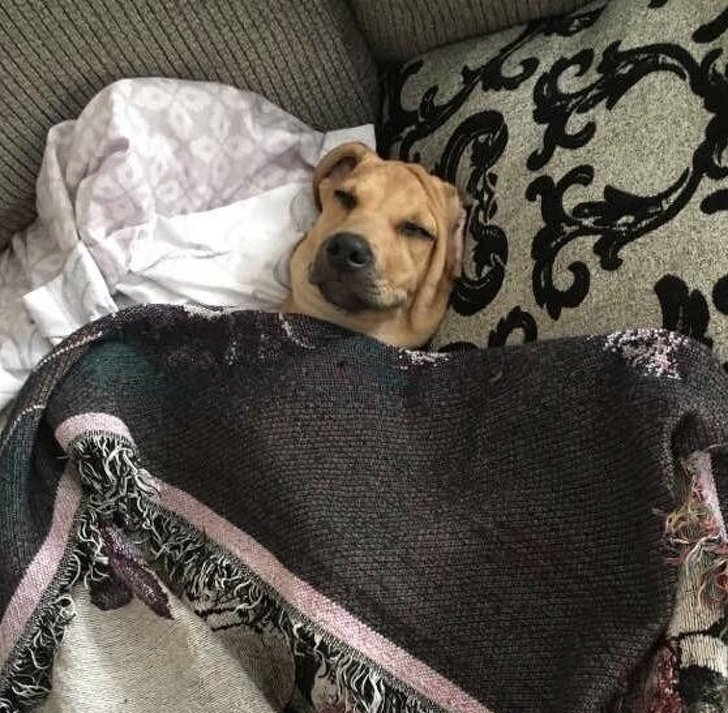20 People Who Didn’t Want “Those Pets in the House” but Now Can’t Spend a Day Without Them