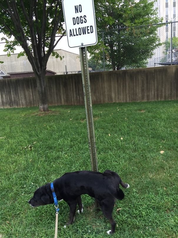 We Adopted Barry And This Was What He Did On His First Walk