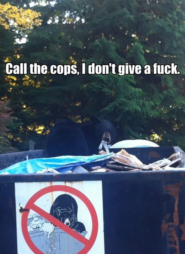 Because Bears Are Rebels
