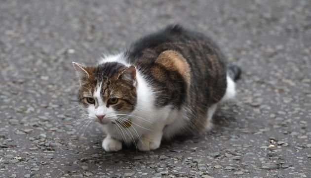 고양이 getty에 대한 이미지 검색결과