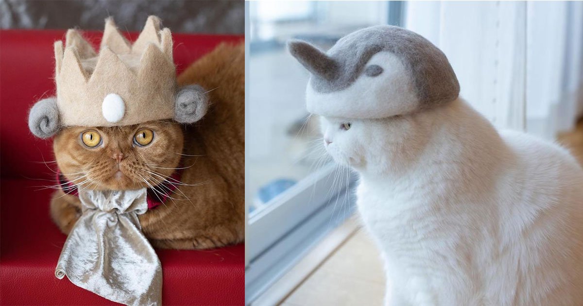 20 adorable pictures of cats posing with hats made out of their shed fur.jpg?resize=1200,630 - Cat Owners Used Shedded Fur To Make An Adorable Collection Of Hats For Their Cats