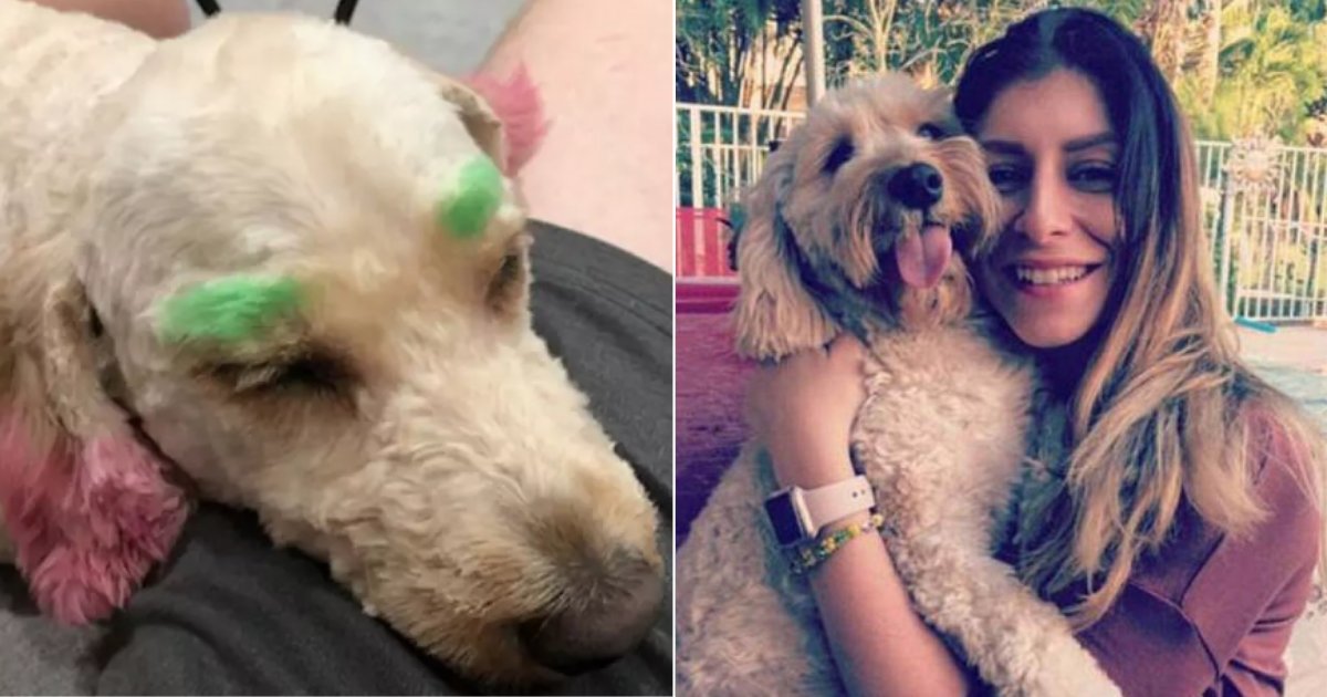 21y5.png?resize=1200,630 - Pet Owner Regretted Sending Her Dog To Groomer After They Made Her Look Like A Clown