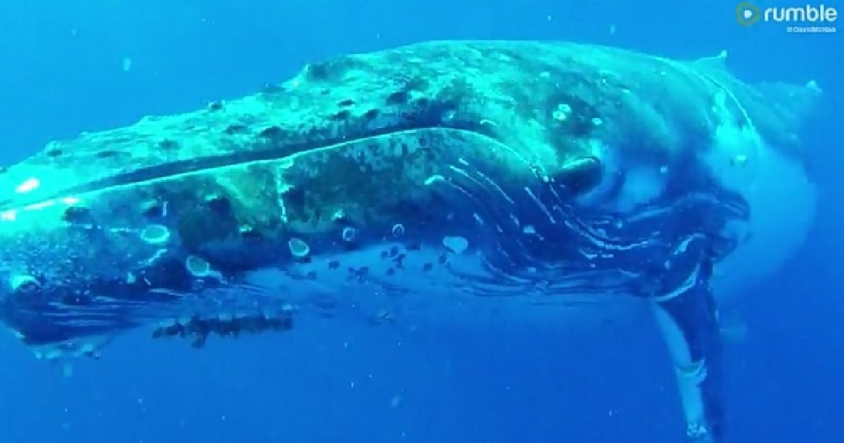 5 48.jpg?resize=1200,630 - 거대한 '혹등고래'가 잠수부들에게 아주 '가까이' 다가온 이유 (영상)