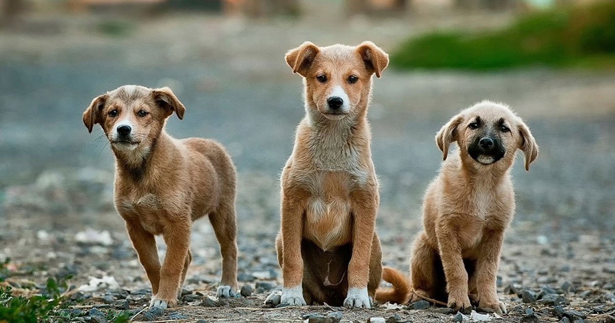 6 things dog can sense about humans.jpg?resize=412,232 - 6 choses inattendues que les chiens peuvent détecter avec leur flaire