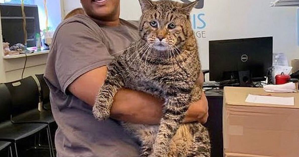 a 26 pound cat became internet celebrity when animal shelter posted about his adoption.jpg?resize=412,232 - A 26-Pound Cat Became An Internet Celebrity When The Animal Shelter Shared A Photo Of Him To Get Him Adopted
