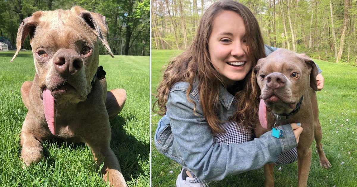 abandoned dog murray.jpg?resize=412,275 - Disabled Dog Who Was Abandoned On A Beach Has Found A Forever Home