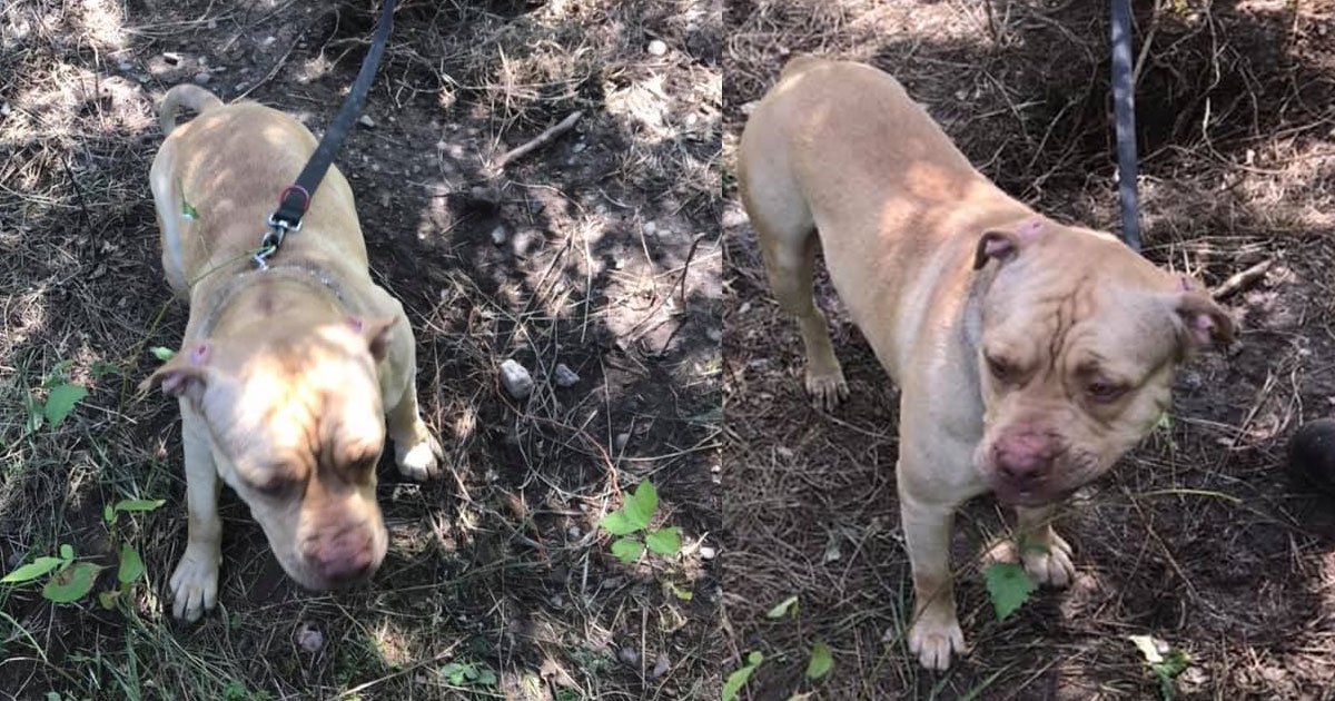 abondaned dog found tied to tree deep in woods away from highway.jpg?resize=412,275 - An Abandoned Dog Was Found Tied To A Tree Deep In The Woods