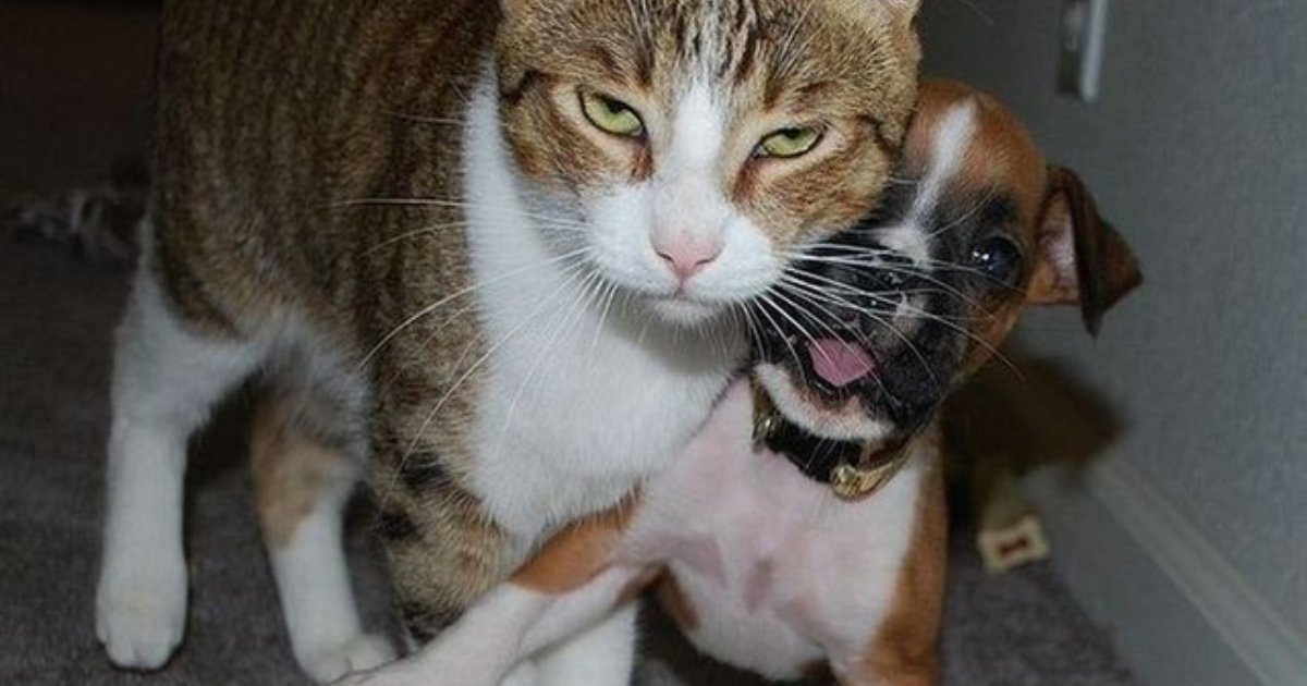 annoyed pets.png?resize=1200,630 - 15+ Photos Of The Cutest Pets You Will Ever See