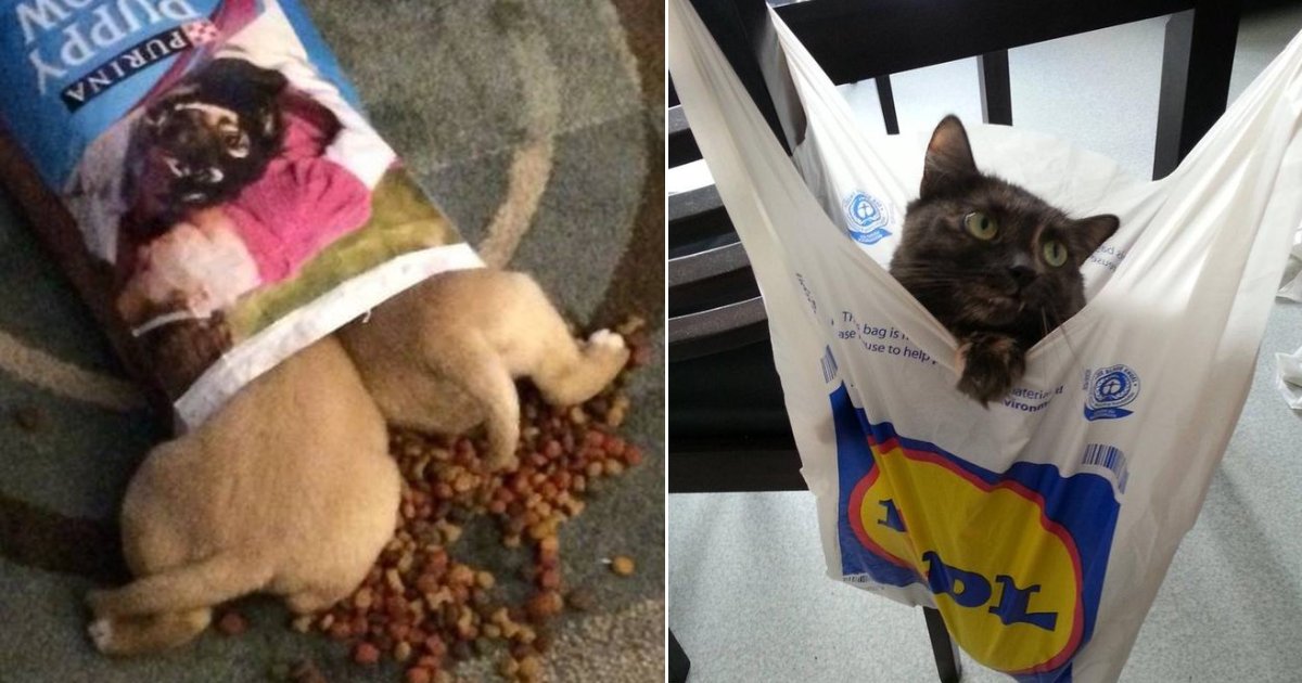 bags.png?fit=1024%2C538&ssl=1&strip=all - 20+ Pets Who Are Absolutely Obsessed With Bags