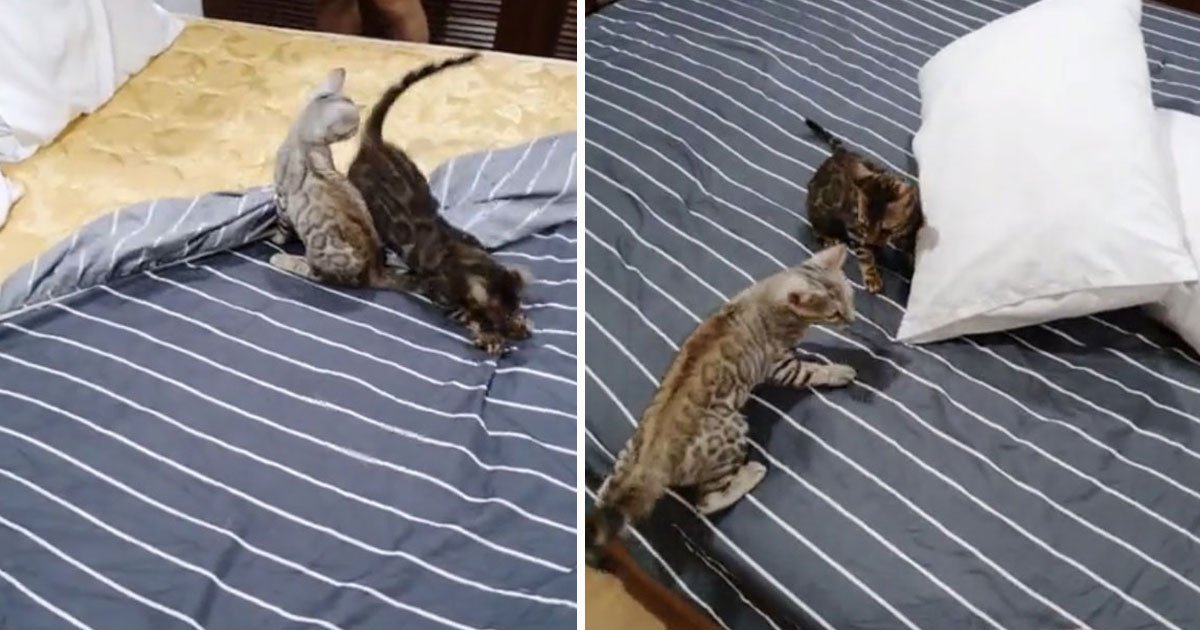bengal kittens changing sheets.jpg?resize=1200,630 - Des chatons Bengal aident leur propriétaire à changer les draps à leur manière