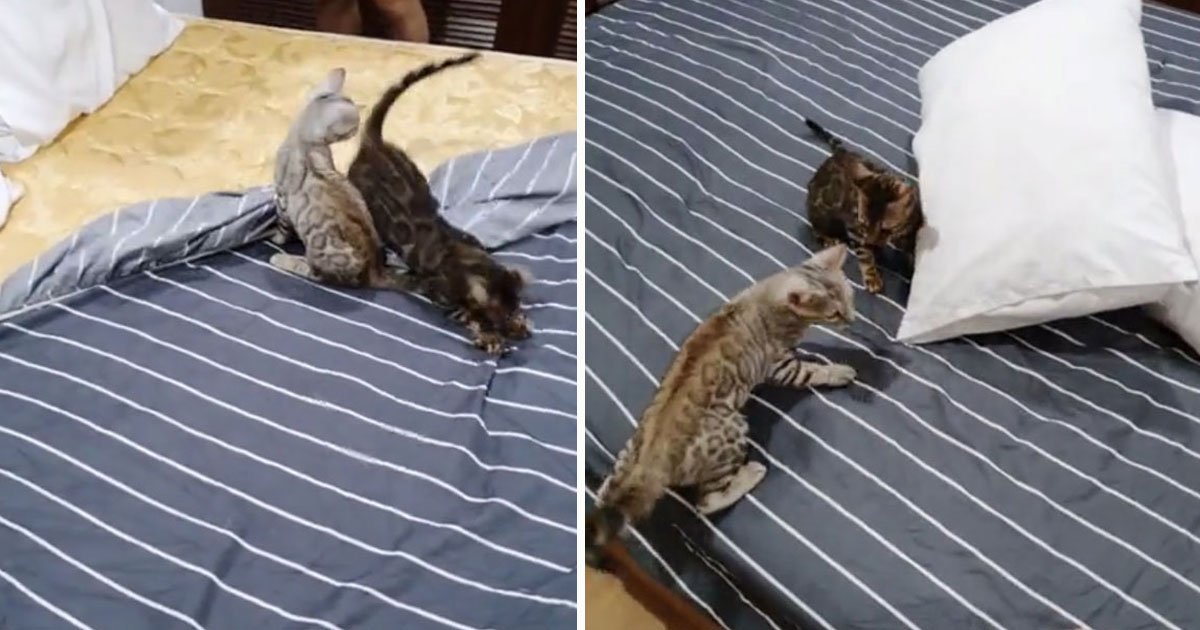 bengal kittens changing sheets.jpg?resize=412,275 - Bengal Kittens Helping The Owner Change Sheets But In Their Own Way
