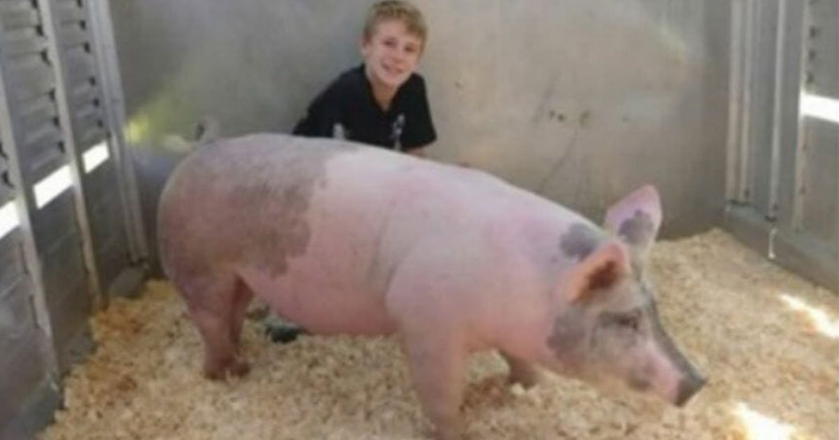 boy auctioned his pet pig millhouse to help childrens cancer charity.jpg?resize=1200,630 - Teens Auctioned Their Hog To Donate To The Children’s Cancer Charity