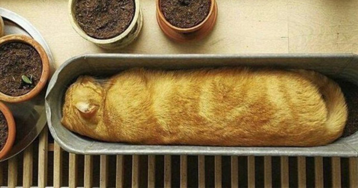 bread cat.png?resize=1200,630 - 20 Cats Who Could Be Mistaken As Loaves Of Bread
