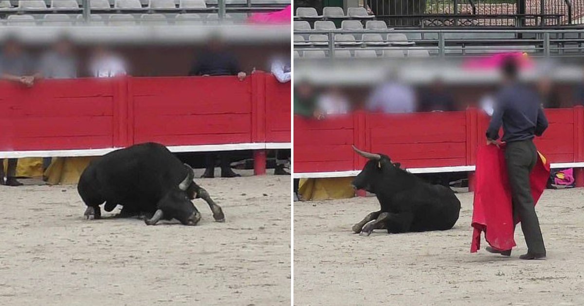 bull5.png?resize=1200,630 - Un jeune taureau s'écroule d'épuisement après qu'une école de tauromachie l'ait utilisé pour un combat d'entraînement