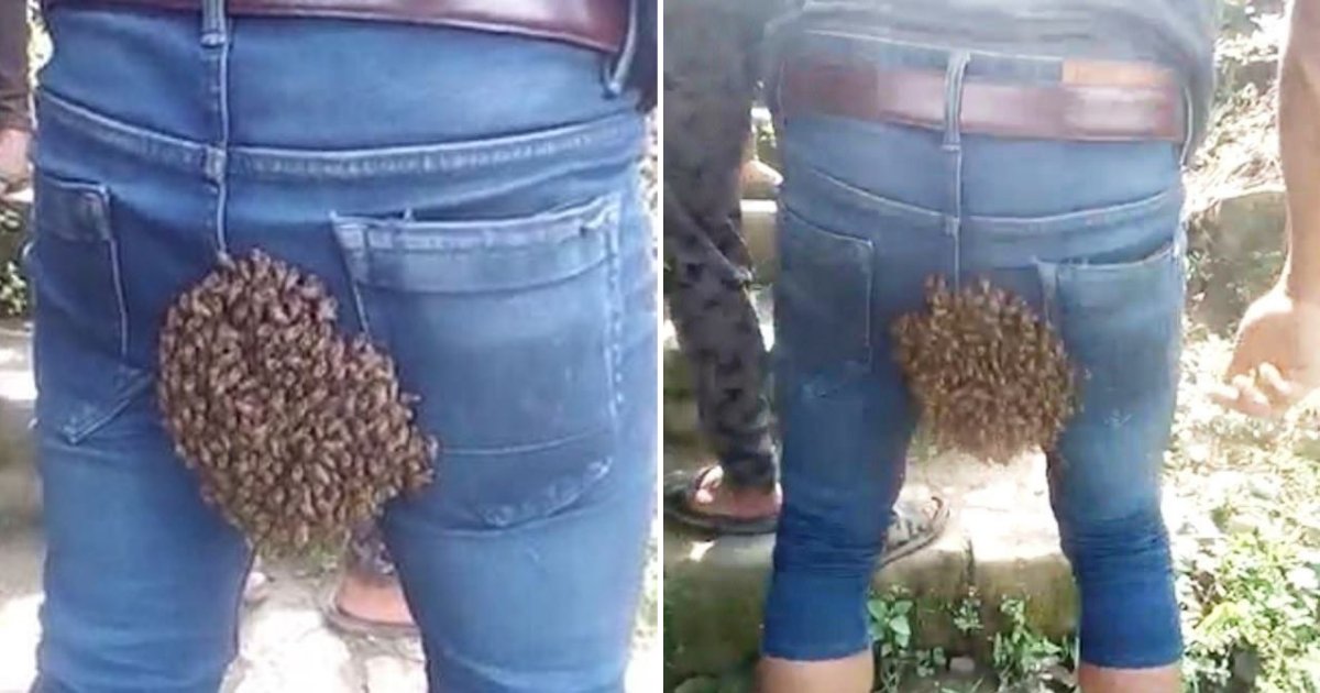 bum5.png?resize=1200,630 - Un homme de 25 ans se retrouve avec une colonie d'abeilles collée sur son derrière dans un «phénomène naturel rare»
