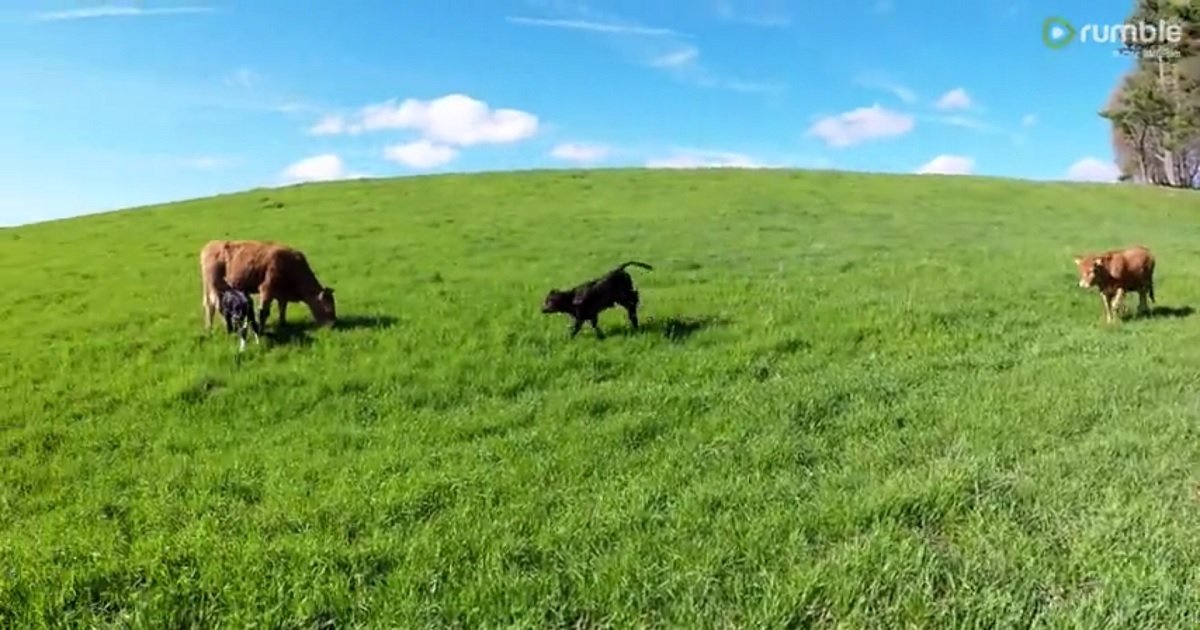 c3 10.jpg?resize=412,232 - These Carefree Calves Playing In The Field Will Make You Wish You Lived In A Farm Too