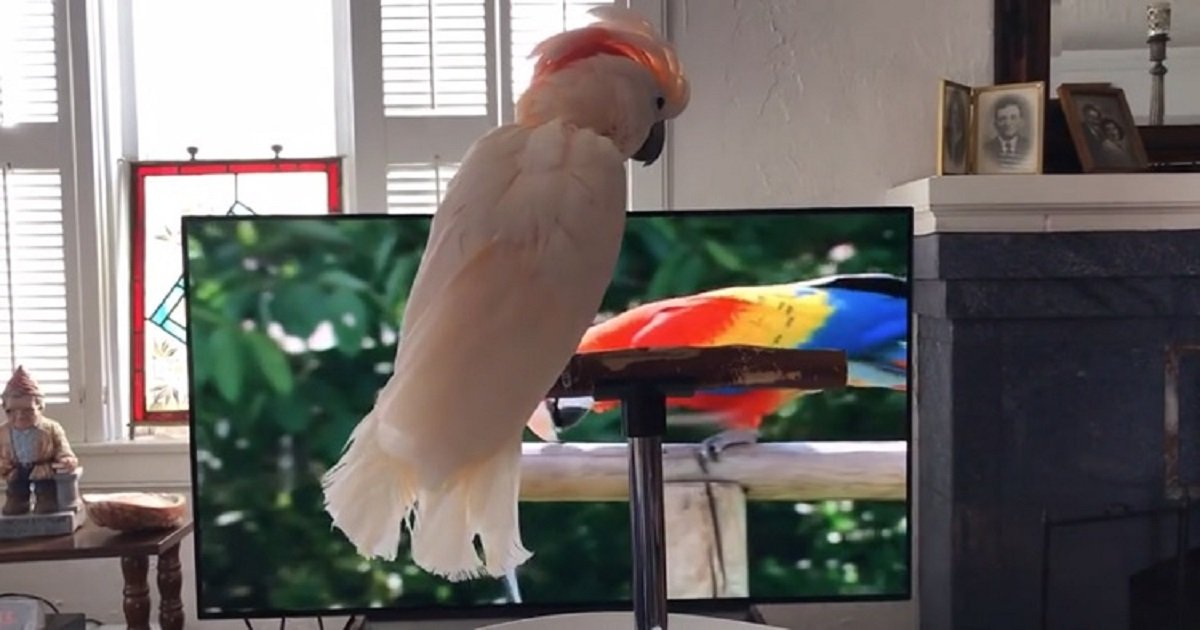 c3 4.jpg?resize=412,232 - Cockatoo Showed How Much She Enjoys The Nature Show She's Watching By Barking