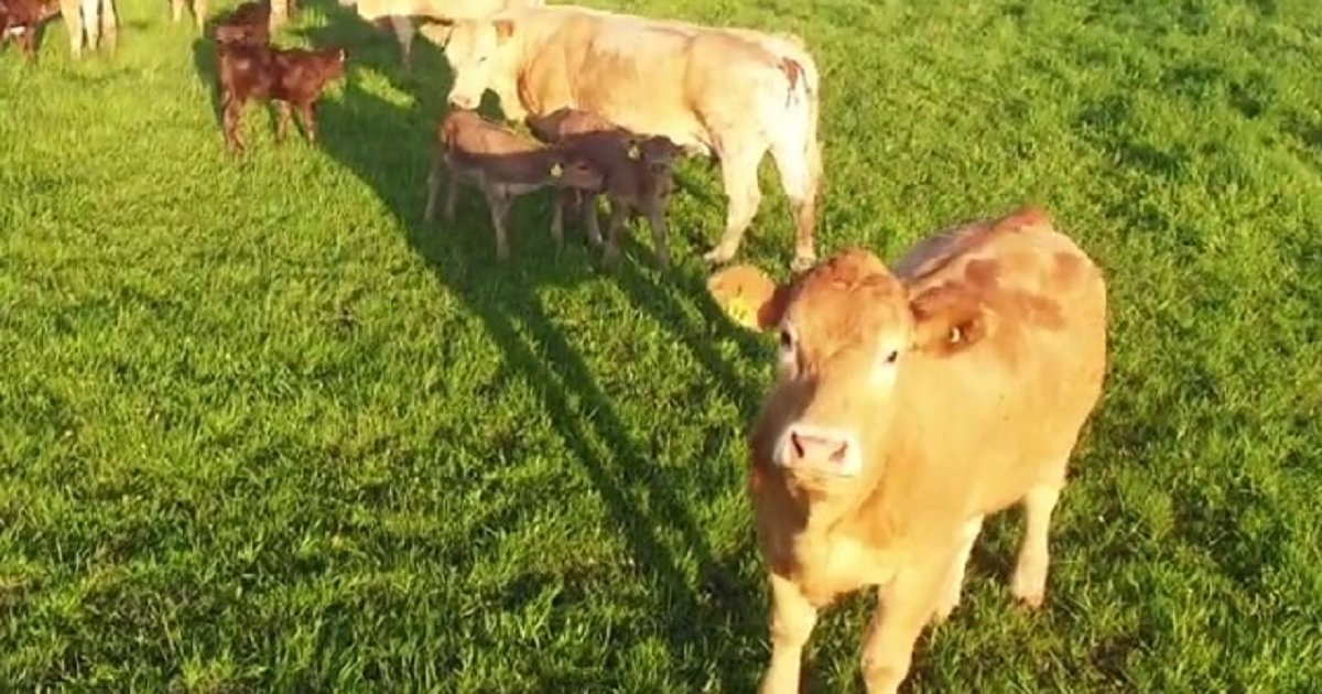 c3 5.jpg?resize=1200,630 - [Vidéo] Quand une vache rencontre un drone