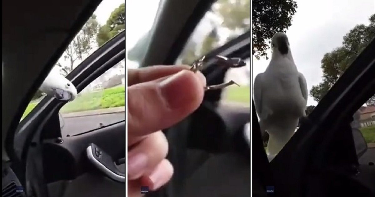 c4.jpg?resize=412,275 - Cockatoo Forced A Woman To Seek Shelter In Her Car After It Attempted To Steal Her Earring