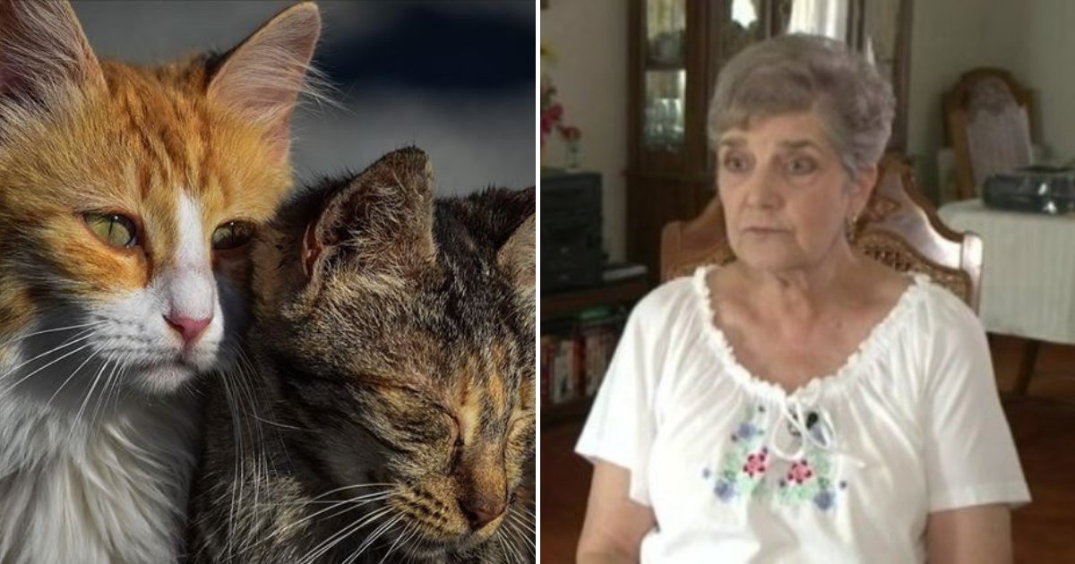 cats3.png?resize=1200,630 - 79-Year-Old Woman Sentenced To Jail For Feeding Local Stray Cats!