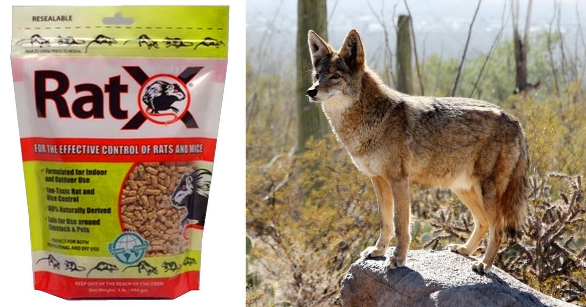cave creeks wildlife rat poison.jpg?resize=412,275 - Wild Animals Died After Eating Rodents That Have Ingested Rat Poisoning 