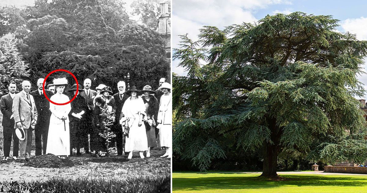 cedar tree queen mary.jpg?resize=1200,630 - Cedar Tree Stands Tall Nearly 100 Years After Planted By Queen Mary 