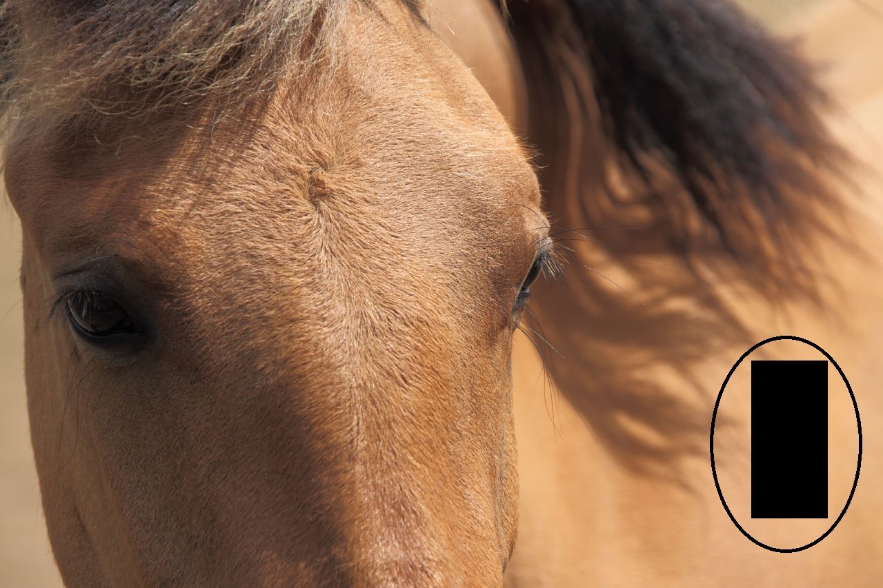 cheval.jpg?resize=412,232 - Un appel à témoins est lancé en Moselle pour retrouver les assassins d'une jument