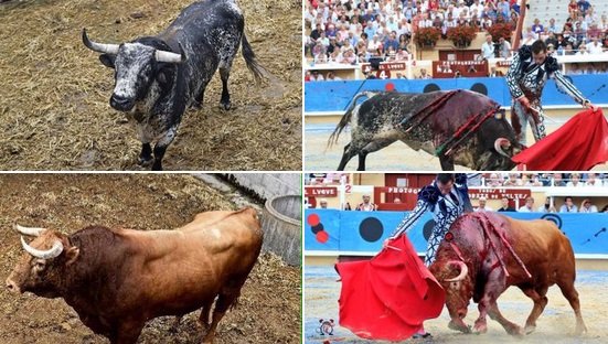 corida.jpg?resize=412,275 - La photo de la honte: Deux ministres au premier rang pour regarder la corrida de Bayonne