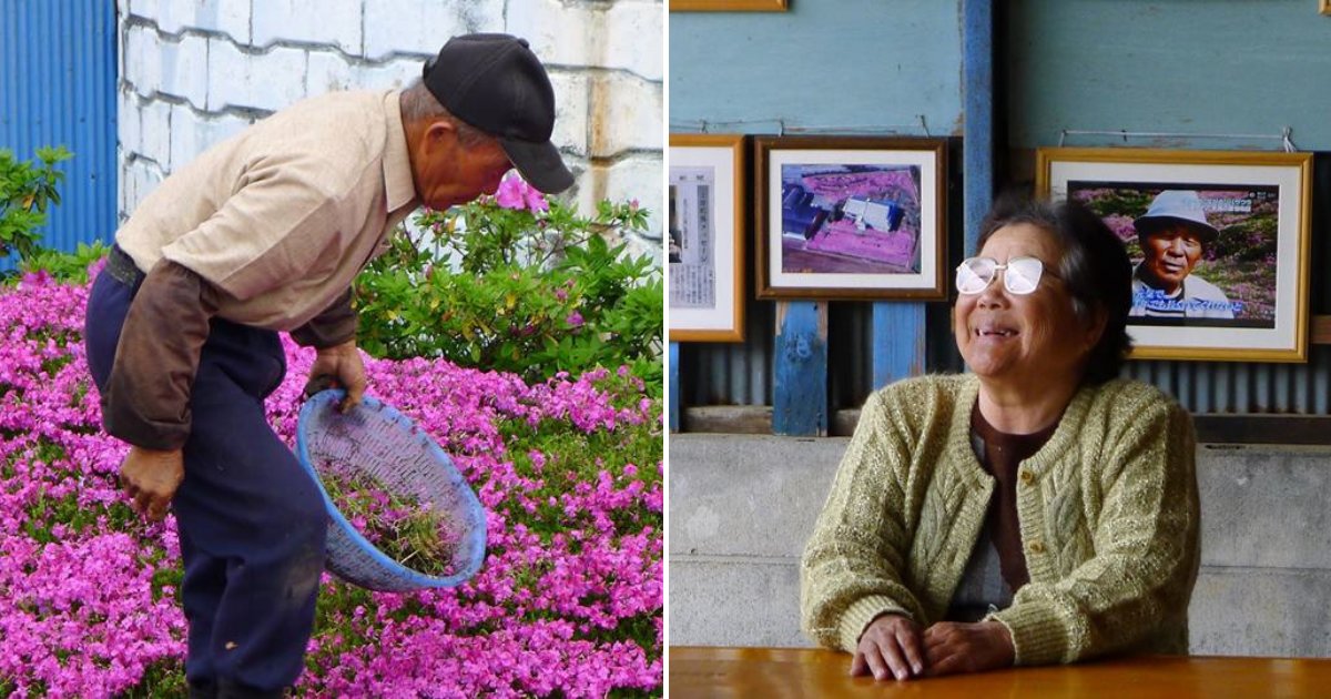 couple6.png?resize=412,275 - After Wife Lost Her Sight, Loving Husband Spent TWO Years Planting Thousands Of Flowers For Her