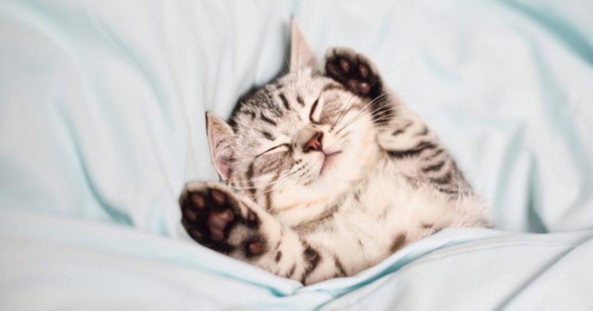 cute catto.png?resize=1200,630 - 15+ Photos Of Cats That Will Definitely Brighten Your Day
