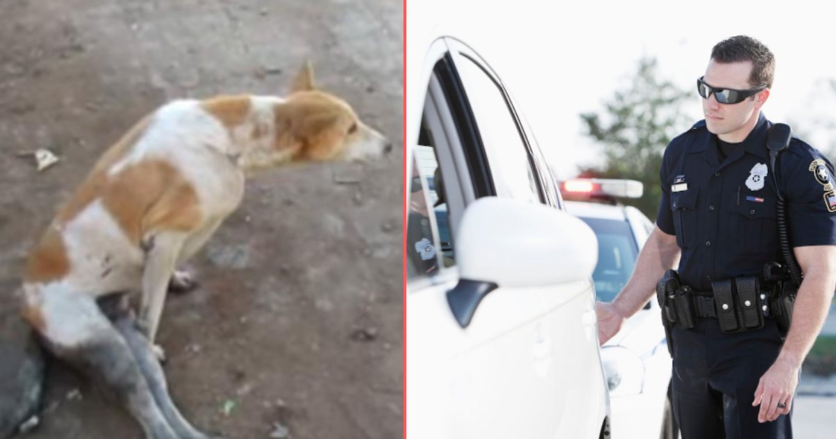 d 1 11.png?resize=1200,630 - Cruel Criminals Dragged A Dog Latched To Their Car Without Slowing Down