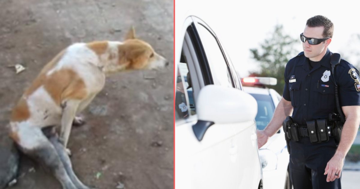 d 1 11.png?resize=412,275 - Cruel Criminals Dragged A Dog Latched To Their Car Without Slowing Down