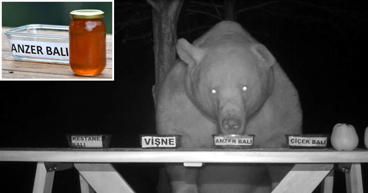d 1 9.png?resize=1200,630 - Un apiculteur a transformé des ours en dégustateurs de miel après qu'ils aient commencé à pénétrer dans sa ferme apicole toutes les nuits