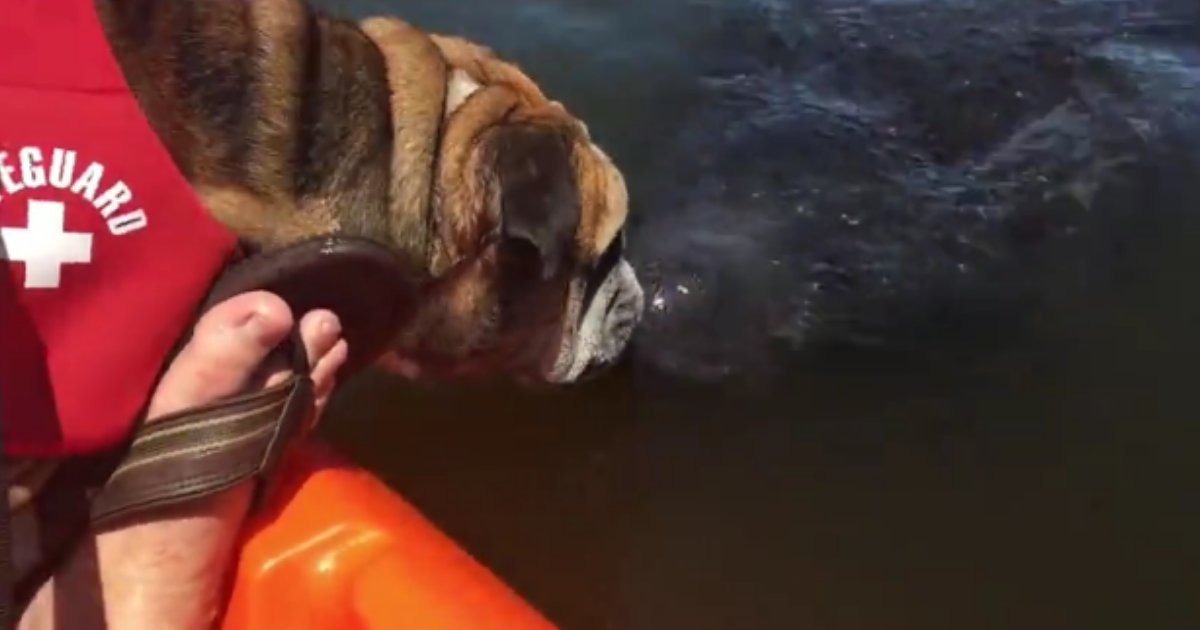 d 2 2.png?resize=412,275 - Manatees And The Bulldog Fall in Love During Kayaking and the Owner Finds it Pretty Amazing