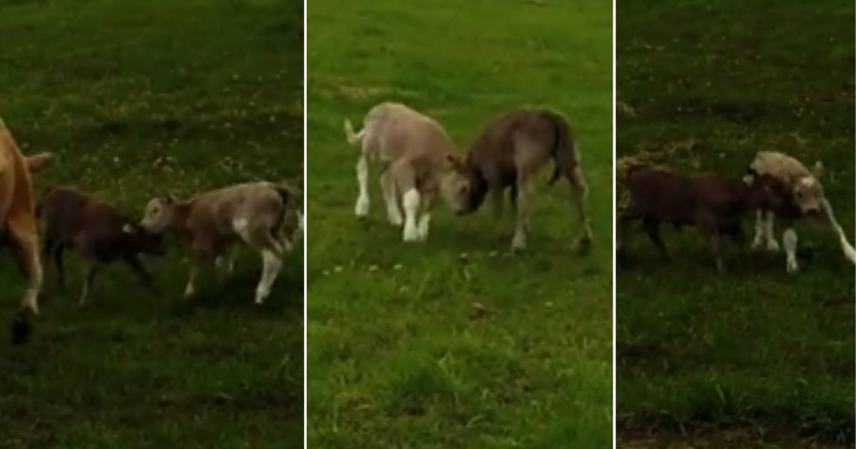 d 2 4.png?resize=412,275 - A Newborn Calf Was Jumping With Joy With His Friend