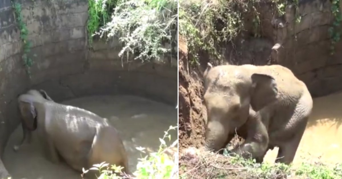 d 2 5.png?resize=1200,630 - A Baby Elephant Successfully Rescued From The Well