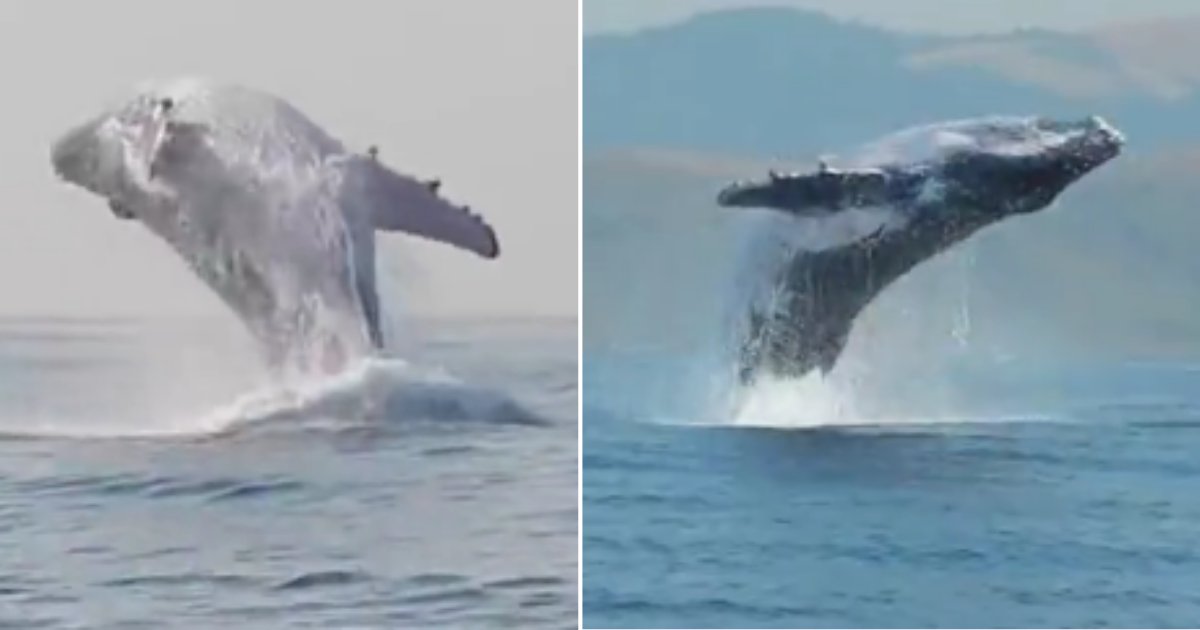 d 2 9.png?resize=1200,630 - A Humpback Whale Spotted While Jumping Out of the Water