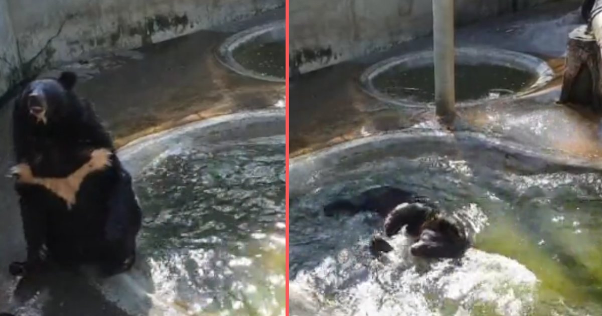 d 2.png?resize=412,232 - Bear Goes in The Pool to Get Some Relief From The Heat