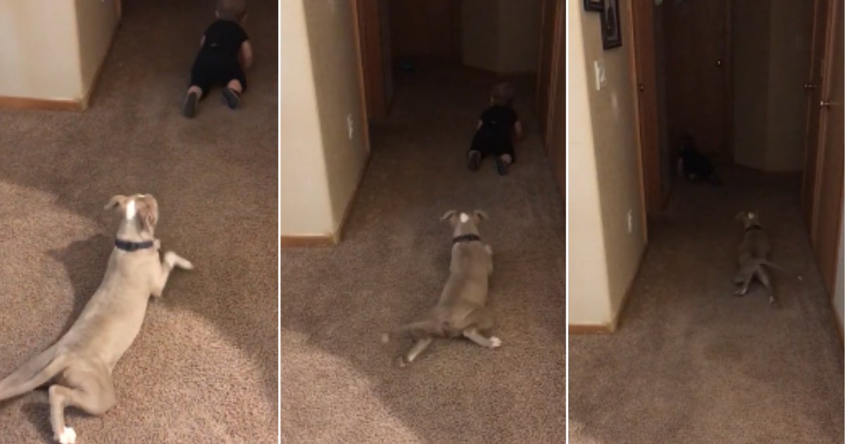 d 3 1.png?resize=412,275 - A Pit Bull Tiptoes Sneakily as He is Trying to Master the Skill