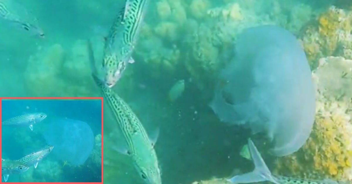d 3 2.png?resize=412,275 - These Mackerel Do Not Like the Taste of Jellyfish