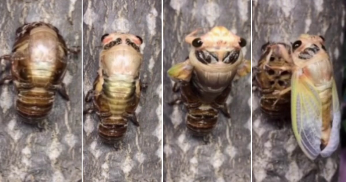 d 3 4.png?resize=1200,630 - A Visually Appealing Footage of Cicada's Metamorphosis