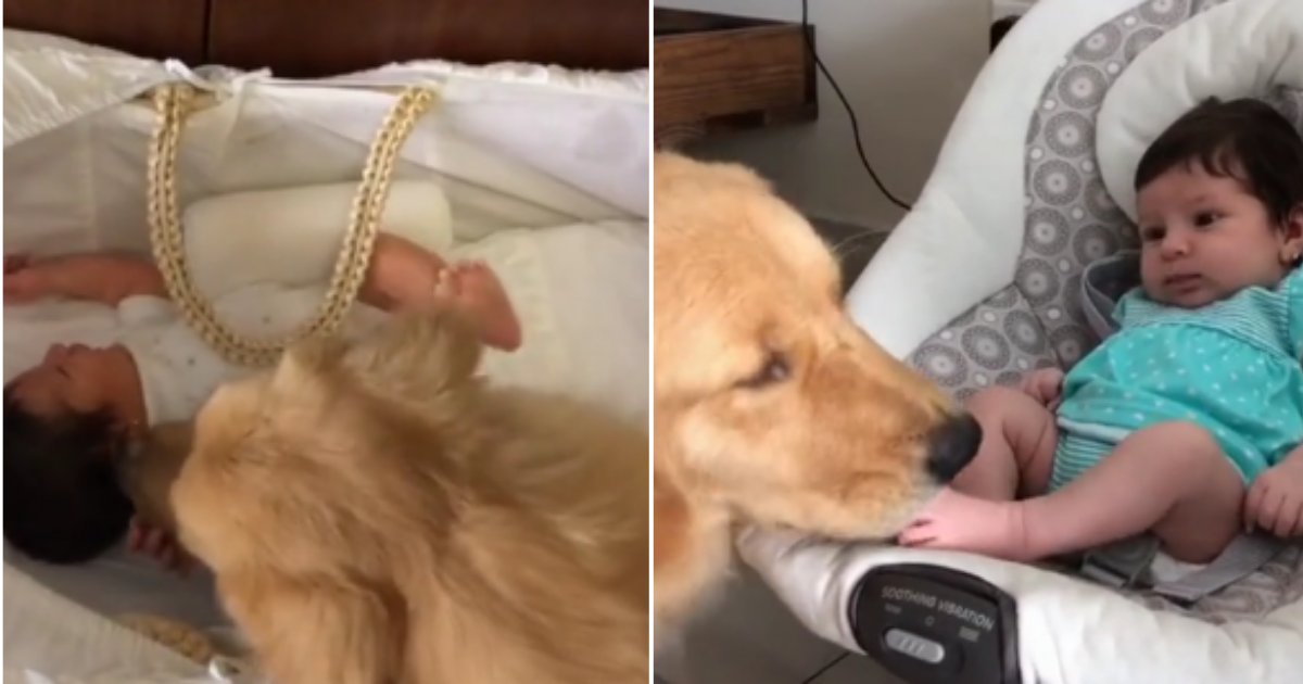 d 3 5.png?resize=412,275 - A Cute Golden Retriever Meets a Newborn Baby