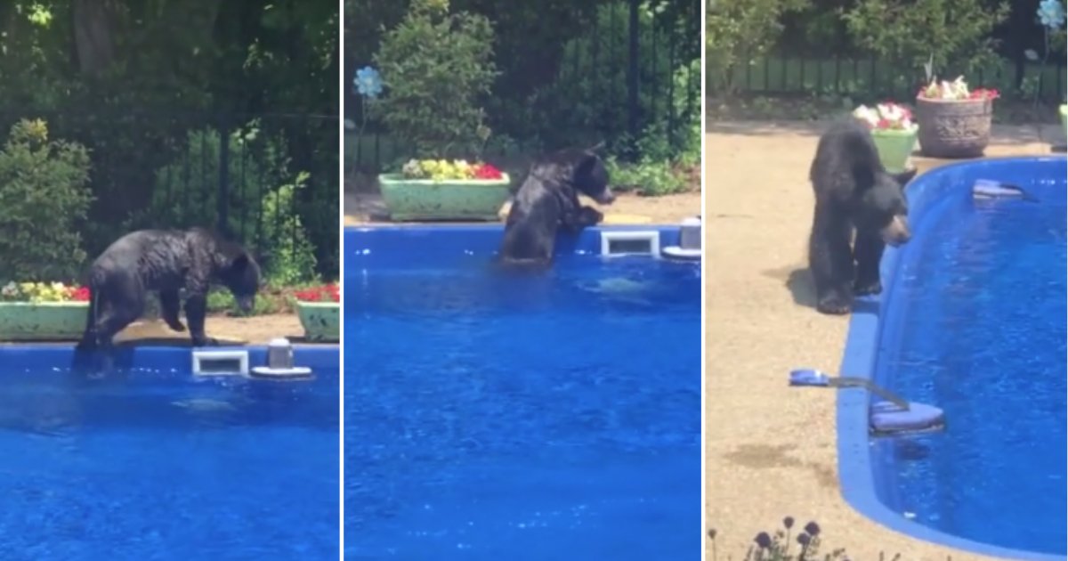 d 3 9.png?resize=1200,630 - This Bear Took A Leisurely Dip In the Family Pool in Asheville