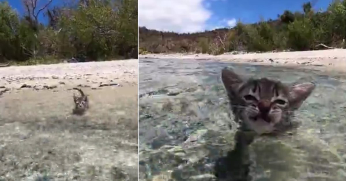 d 4 1.png?resize=1200,630 - Brave Kitten Swam In the Ocean Fearlessly Like A Dog