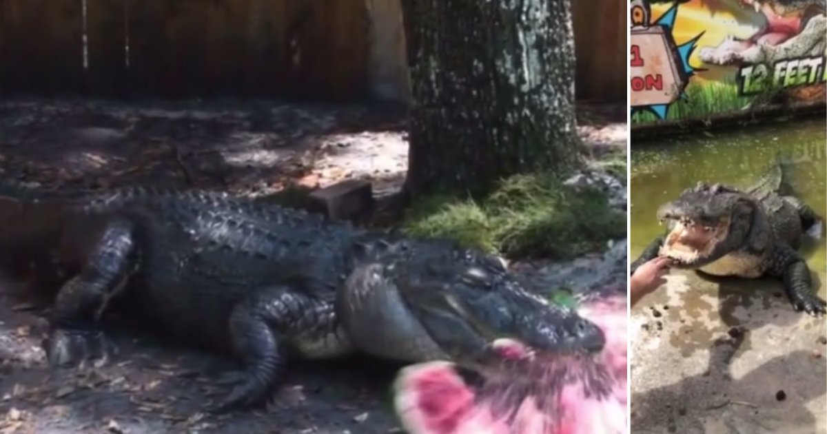 d 4 10.png?resize=412,275 - An Animal Wrangler Cleaned The Teeth of an Alligator With His Bare Hands