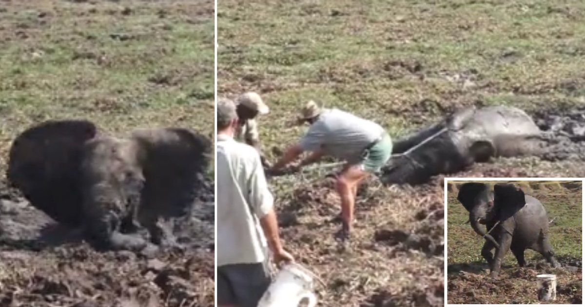 d 4 3.png?resize=412,275 - Elephant Does Not Show Good Behaviour When Saved From The Mud