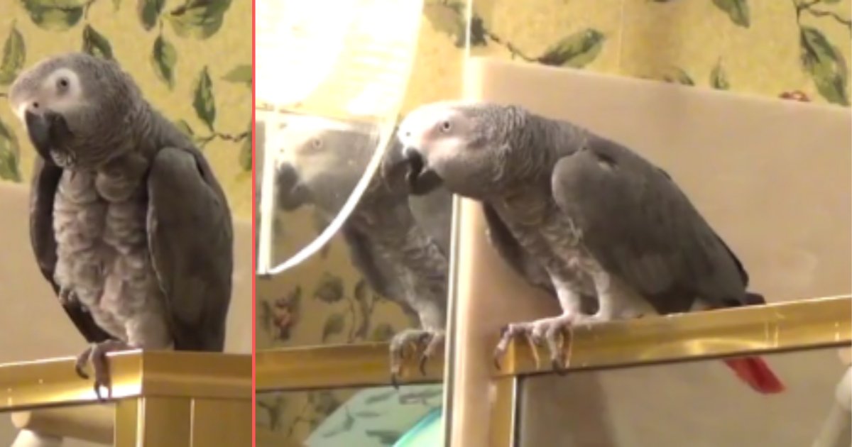 d 4 4.png?resize=412,275 - Einstein, A Cute Parrot is Longing to Meet its Dearest Friend