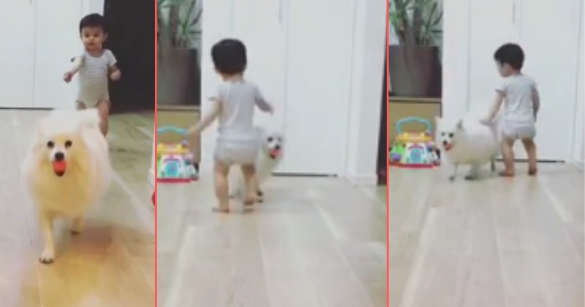 d 4 5.png?resize=412,275 - Adorable Pup and Toddler Take Turns Playing Fetch